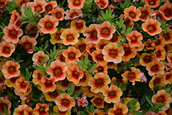 MiniFamous Neo Orange + Red Eye Calibrachoa (Calibrachoa 'KLECA16334') at Echter's Nursery & Garden Center
