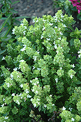 Boxwood Basil (Ocimum basilicum 'Boxwood') at Echter's Nursery & Garden Center