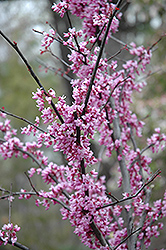 Forest Pansy Redbud (Cercis canadensis 'Forest Pansy') at Echter's Nursery & Garden Center