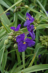 Zwanenburg Blue Spiderwort (Tradescantia x andersoniana 'Zwanenburg Blue') at Echter's Nursery & Garden Center