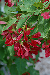 Hot Wings Tatarian Maple (Acer tataricum 'GarAnn') at Echter's Nursery & Garden Center