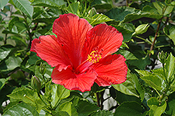 Red Hibiscus (Hibiscus rosa-sinensis 'Red') at Echter's Nursery & Garden Center
