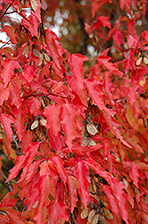 Amur Maple (tree form) (Acer ginnala '(tree form)') at Echter's Nursery & Garden Center