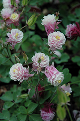 Winky Double Rose And White Columbine (Aquilegia 'Winky Double Rose And White') at Echter's Nursery & Garden Center