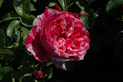 Raspberry Cream Twirl Rose (Rosa 'Meiteratol') at Echter's Nursery & Garden Center