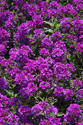 Homestead Purple Verbena (Verbena 'Homestead Purple') at Echter's Nursery & Garden Center