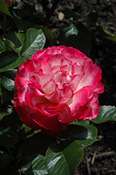 Love At First Sight Rose (Rosa 'WEKmedatasy') at Echter's Nursery & Garden Center