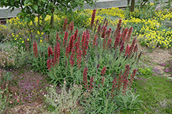 Red Feathers (Echium amoenum) at Echter's Nursery & Garden Center