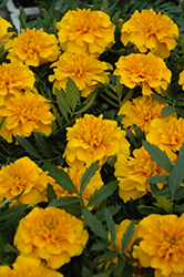 Bonanza Gold Marigold (Tagetes patula 'Bonanza Gold') at Echter's Nursery & Garden Center