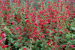 Summer Jewel Red Sage (Salvia 'Summer Jewel Red') at Echter's Nursery & Garden Center