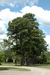 Austrian Pine (Pinus nigra) at Echter's Nursery & Garden Center