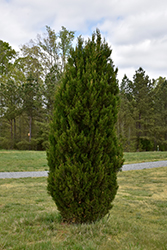 Spartan Juniper (Juniperus chinensis 'Spartan') at Echter's Nursery & Garden Center