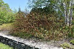 Bailey's Red Twig Dogwood (Cornus sericea 'Baileyi') at Echter's Nursery & Garden Center