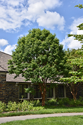Paperbark Maple (Acer griseum) at Echter's Nursery & Garden Center