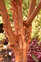 Paperbark Maple (Acer griseum) at Echter's Nursery & Garden Center