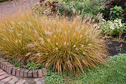 Hameln Dwarf Fountain Grass (Pennisetum alopecuroides 'Hameln') at Echter's Nursery & Garden Center