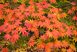 Japanese Maple (Acer palmatum) at Echter's Nursery & Garden Center