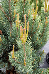 Dwarf Blue Scotch Pine (Pinus sylvestris 'Glauca Nana') at Echter's Nursery & Garden Center