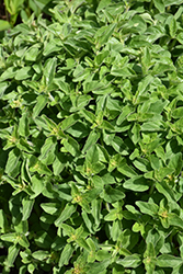 Greek Oregano (Origanum vulgare ssp. hirtum) at Echter's Nursery & Garden Center