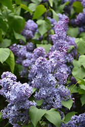 Wedgewood Blue Lilac (Syringa vulgaris 'Wedgewood Blue') at Echter's Nursery & Garden Center
