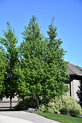 Trembling Aspen (Clump) (Populus tremuloides '(clump)') at Echter's Nursery & Garden Center