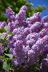 Common Lilac (Syringa vulgaris) at Echter's Nursery & Garden Center