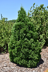 Holmstrup Arborvitae (Thuja occidentalis 'Holmstrup') at Echter's Nursery & Garden Center