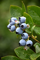Northblue Blueberry (Vaccinium 'Northblue') at Echter's Nursery & Garden Center