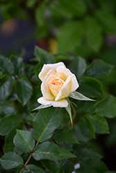 Bridal Sunblaze Rose (Rosa 'Meilmera') at Echter's Nursery & Garden Center