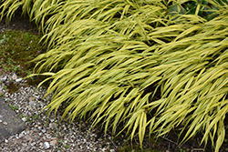 Golden Variegated Hakone Grass (Hakonechloa macra 'Aureola') at Echter's Nursery & Garden Center