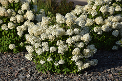 Bobo Hydrangea (Hydrangea paniculata 'ILVOBO') at Echter's Nursery & Garden Center