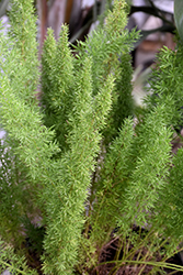 Myers Foxtail Fern (Asparagus densiflorus 'Myers') at Echter's Nursery & Garden Center