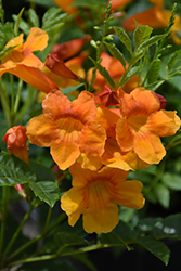 Orange Jubilee Esperanza (Tecoma stans 'Orange Jubilee') at Echter's Nursery & Garden Center