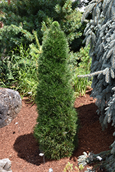Green Penguin Scotch Pine (Pinus sylvestris 'Green Penguin') at Echter's Nursery & Garden Center