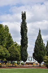 Mountain Sentinel Aspen (Populus tremuloides 'JFS-Column') at Echter's Nursery & Garden Center