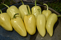 Mariachi Pepper (Capsicum annuum 'Mariachi') at Echter's Nursery & Garden Center