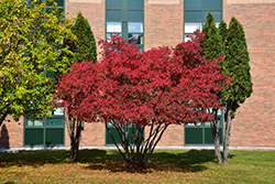 Amur Maple (Acer ginnala) at Echter's Nursery & Garden Center