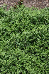 SunFern Olympia Russian Wormwood (Artemisia gmelinii 'Balfernlym') at Echter's Nursery & Garden Center