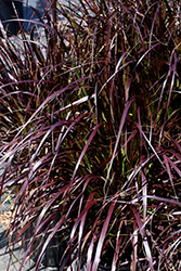 Purple Fountain Grass (Pennisetum setaceum 'Rubrum') at Echter's Nursery & Garden Center