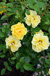 Lemon Drop Rose (Rosa 'WEKyegi') at Echter's Nursery & Garden Center