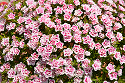 MiniFamous Uno Double PinkTastic Calibrachoa (Calibrachoa 'KLECA18085') at Echter's Nursery & Garden Center