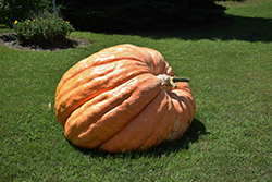 Dill's Atlantic Giant Pumpkin (Cucurbita maxima 'Dill's Atlantic Giant') at Echter's Nursery & Garden Center
