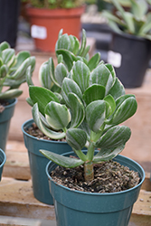 Variegated Jade Plant (Crassula ovata 'Variegata') at Echter's Nursery & Garden Center