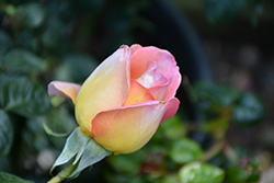 Peace Rose (Rosa 'Peace') at Echter's Nursery & Garden Center