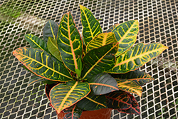 Petra Variegated Croton (Codiaeum variegatum 'Petra') at Echter's Nursery & Garden Center