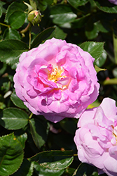 Arctic Blue Rose (Rosa 'WEKblufytirar') at Echter's Nursery & Garden Center