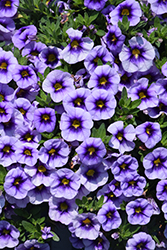 Eyeconic Purple Calibrachoa (Calibrachoa 'Eyeconic Purple') at Echter's Nursery & Garden Center