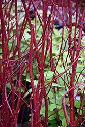 Bailey Red-Twig Dogwood (Cornus baileyi) at Echter's Nursery & Garden Center