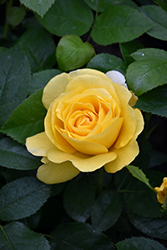 Happy Go Lucky Rose (Rosa 'WEKsirjuci') at Echter's Nursery & Garden Center