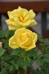 Lemon Drop Rose (Rosa 'WEKyegi') at Echter's Nursery & Garden Center
